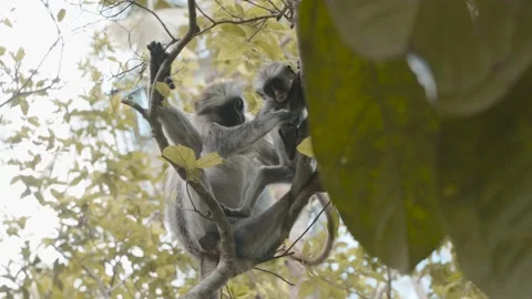 Mother red colobus monkey grooming infant, Zanzibar, Tanzania, low angle Stock Footage 236376395