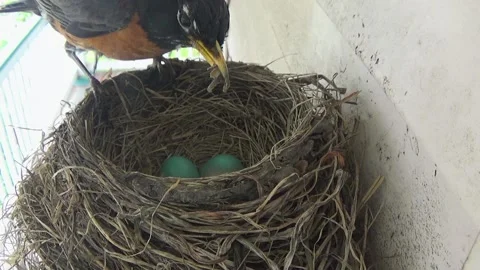 Mother Robin feeds tiny baby with two blue eggs still to hatch in nest Vídeos de archivo 136550278