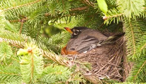 Mother robin. Stock Photos
