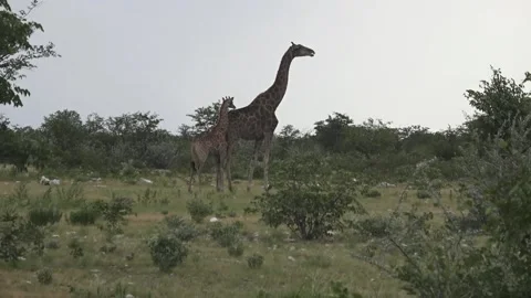 Mother ruminates; both keep the same attached posture — Part 2 Stock Footage 319960758
