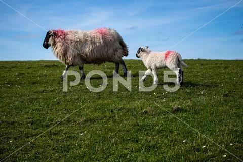 Mother sheep and its baby running freely on irish landscapes Stock Photos