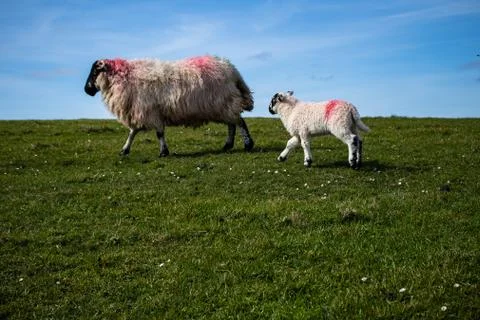 Mother sheep and its baby running freely on irish landscapes Stock Photos