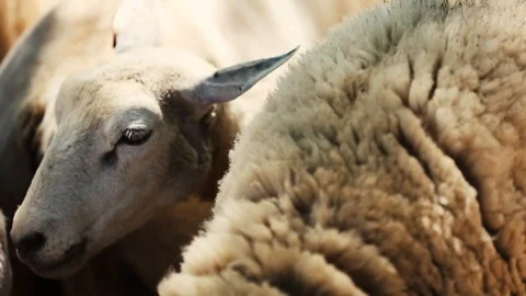 Mother Sheep 動画素材 98219642