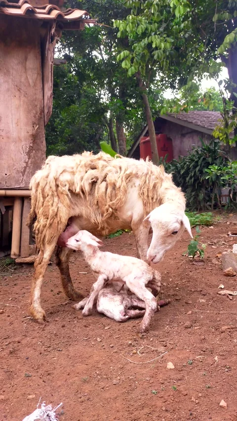 A mother sheep giving birth Stock Footage 288049704