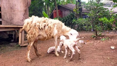 A mother sheep giving birth Stock Footage 288049705