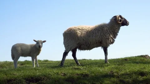 Mother sheep with her lamb scene stock f... | Stock Video | Pond5