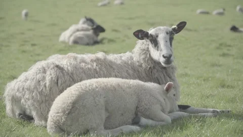 Mother sheep with lamb Stock Footage 140390132