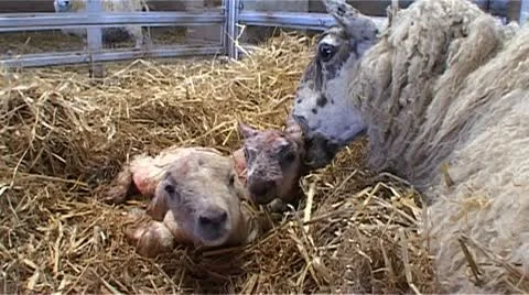 Mother sheep lovingly nuzzling her cute new-born lambs Stock Footage 10587046