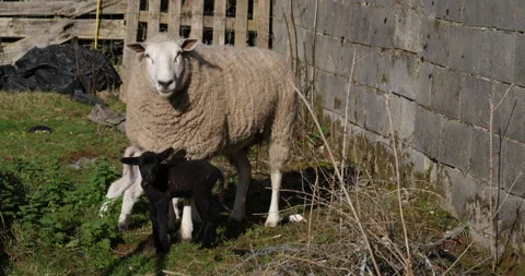 Mother sheep with two newborn Vidéo 150280490