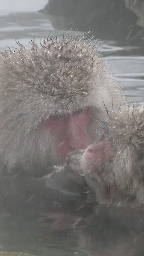 Mother Snow Monkey Grooming Her Baby in Hot Spring Vertical Video Video stock 345890787