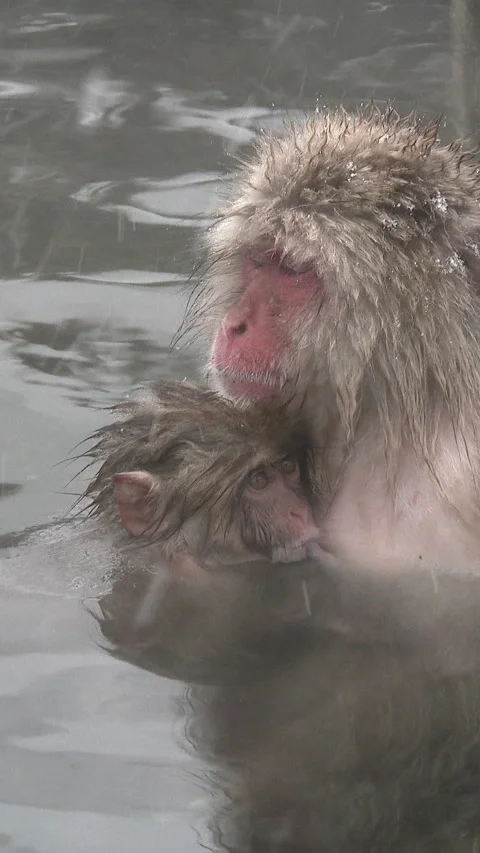 Mother Snow Monkey Holding Her Baby in Hot Spring Japan Vertical Video 動画素材 345887697