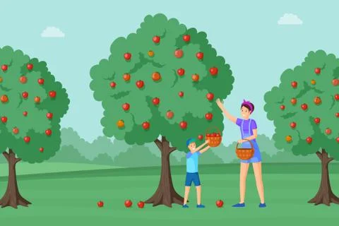 Mother, son harvesting apples vector illustration. Young woman and little boy Stock Illustration