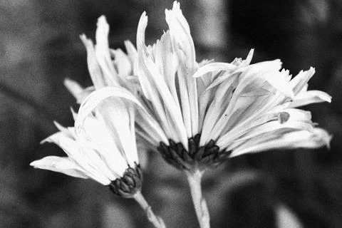 Like a Mother &amp; Son Stock Photos