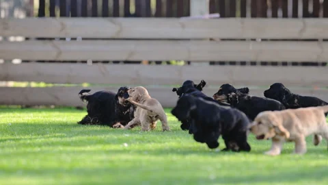 Mother spaniel surrounded by silly puppies Stock Footage 316420997