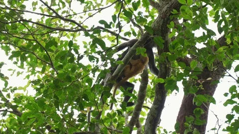 Mother Spectacled Langur Navigating Tree Branches with Baby Vidéo 345022512