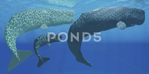 A mother sperm whale with calf is visited by an interested male. Stock Illustration