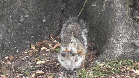 Mother Squirrel Stock Footage 88632806
