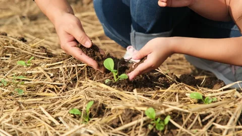 Mother in a straw hat teaching her daughter to plant vegetables in backyard. Stock Footage 194533482