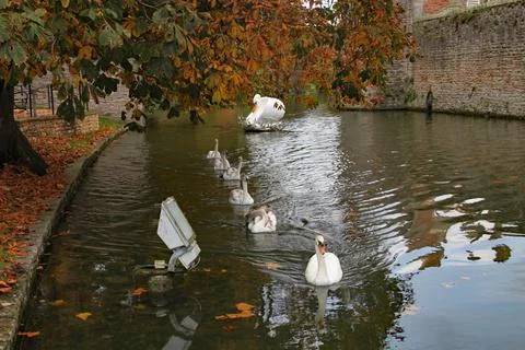 A mother swan is followed by a line of cygnets on the moat at the Bishop's Pa 스톡 사진