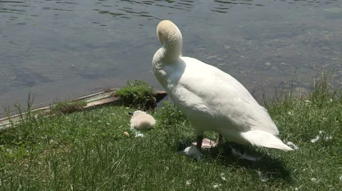 The mother swan Video stock 60672597