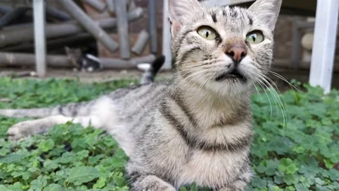 Mother tabby stray cat lying down and resting Stock Footage 211968573