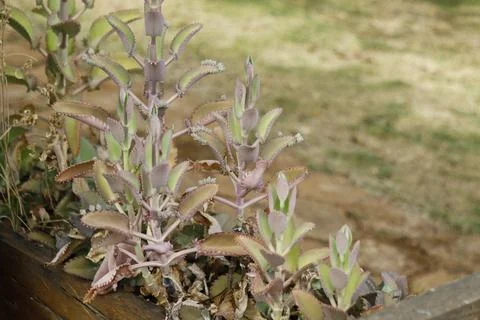 Mother of thousands succulent plant with tiny plantlets growing on the edge.. Stock Photos