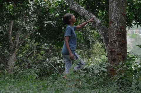 Mother Touching Mango Tree Trunk and Looking Up to Assess Fruit Above Stock Photos