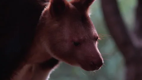 Mother Tree Kangaroo Portrait In Soft Natural Light Stock Footage 330586577