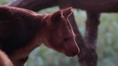 Mother Tree Kangaroo Portrait In Soft Natural Light Stock Footage 330588388