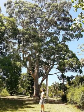 Mother tree Stock Photos