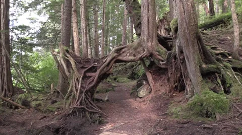 Mother tree on trail Stock Footage 28946174