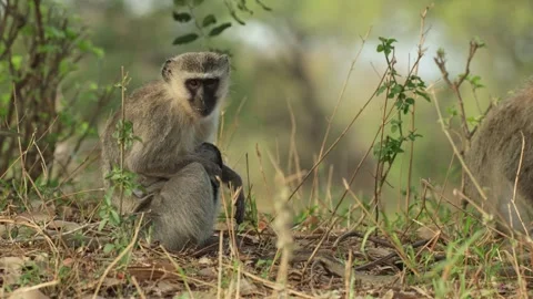 A mother Vervet monkey scratching her back while holding her baby in her arm Stock Footage 338999766