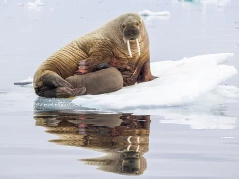 Mother walrus (Odobenus rosmarus) with calf hauled out on an ice floe near Stock Photos