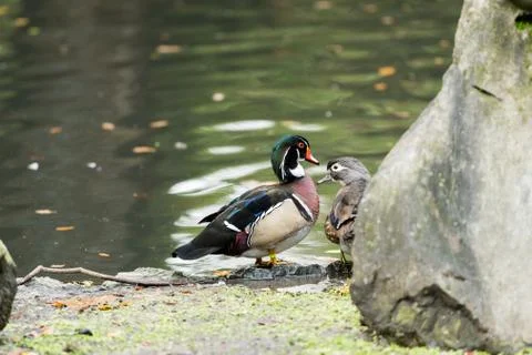 Mother Wood Duck with her son in a city pond Stock Photos