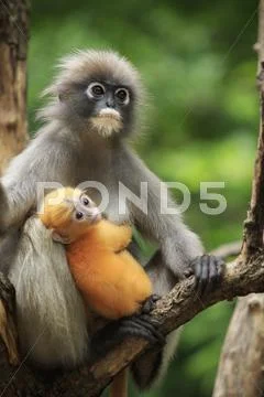 Motherhood of Dusky leaf monkey, Dusky langur in southern of thailand Stock Photos