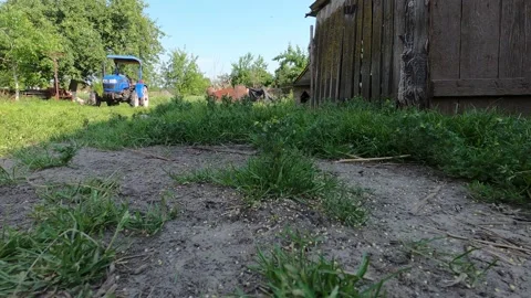 Motherly chickens and tiny chicks are fed in natural environment, Stock Footage 135381602