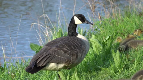 Mothers day ducks  Stock Footage 62937616