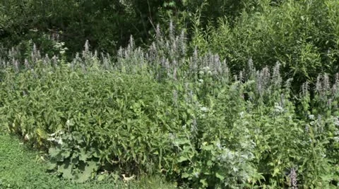 Motherwort &amp; nettle Stock Footage 11252474