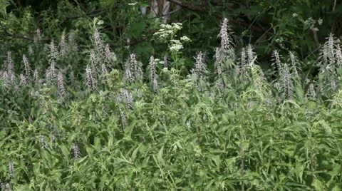 Motherwort &amp; nettle2 Stock Footage 11252466