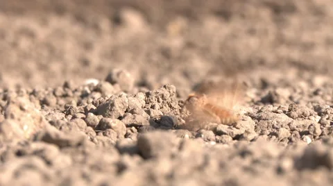 MothMoth on ground Stock Footage 57714033
