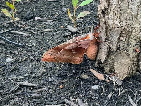 MothOnBaseofTree Stock Photos