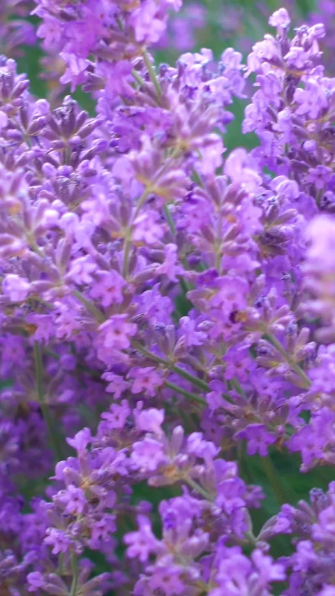 Moths and bees flying over lavender flowers, vertical, vertical video. Stock Footage 336489086
