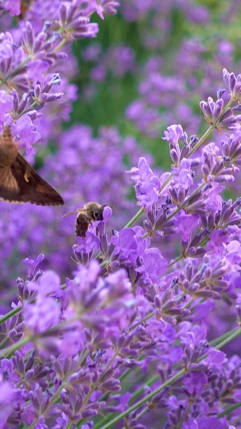 Moths and bees flying over lavender flowers, vertical, vertical video. 動画素材 336489091