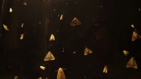 Moths attracted to light 4K Stockbeeldmateriaal 157243944