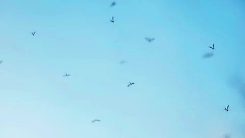 Moths in the blue sky. The movement of wings 動画素材 335478899