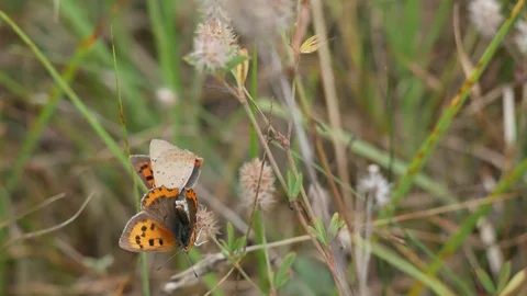 Moths copulate on a fluffy flower. Video stock 117223175