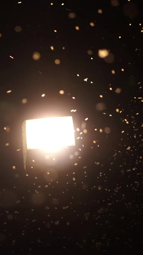 Moths curl in the light of the lamps Stock Footage 309139736