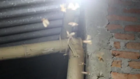 Moths fly against the background of the bamboo wall Stock Footage 232093733
