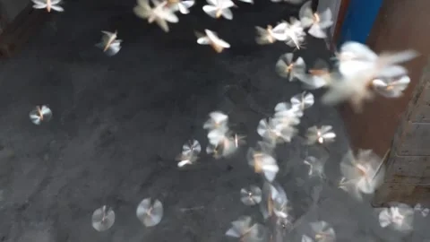 Moths fly around the lights Stockbeeldmateriaal 269731057