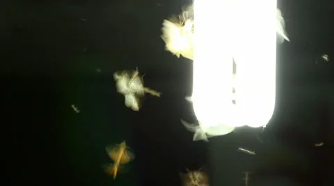 Moths flying around a light bulb Video stock 1073698